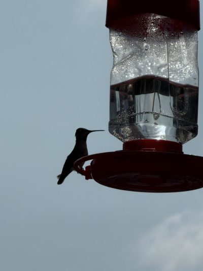 IMG_6057 (Medium)