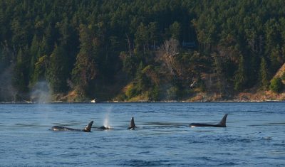 orca, pod, killer whale-596879.jpg